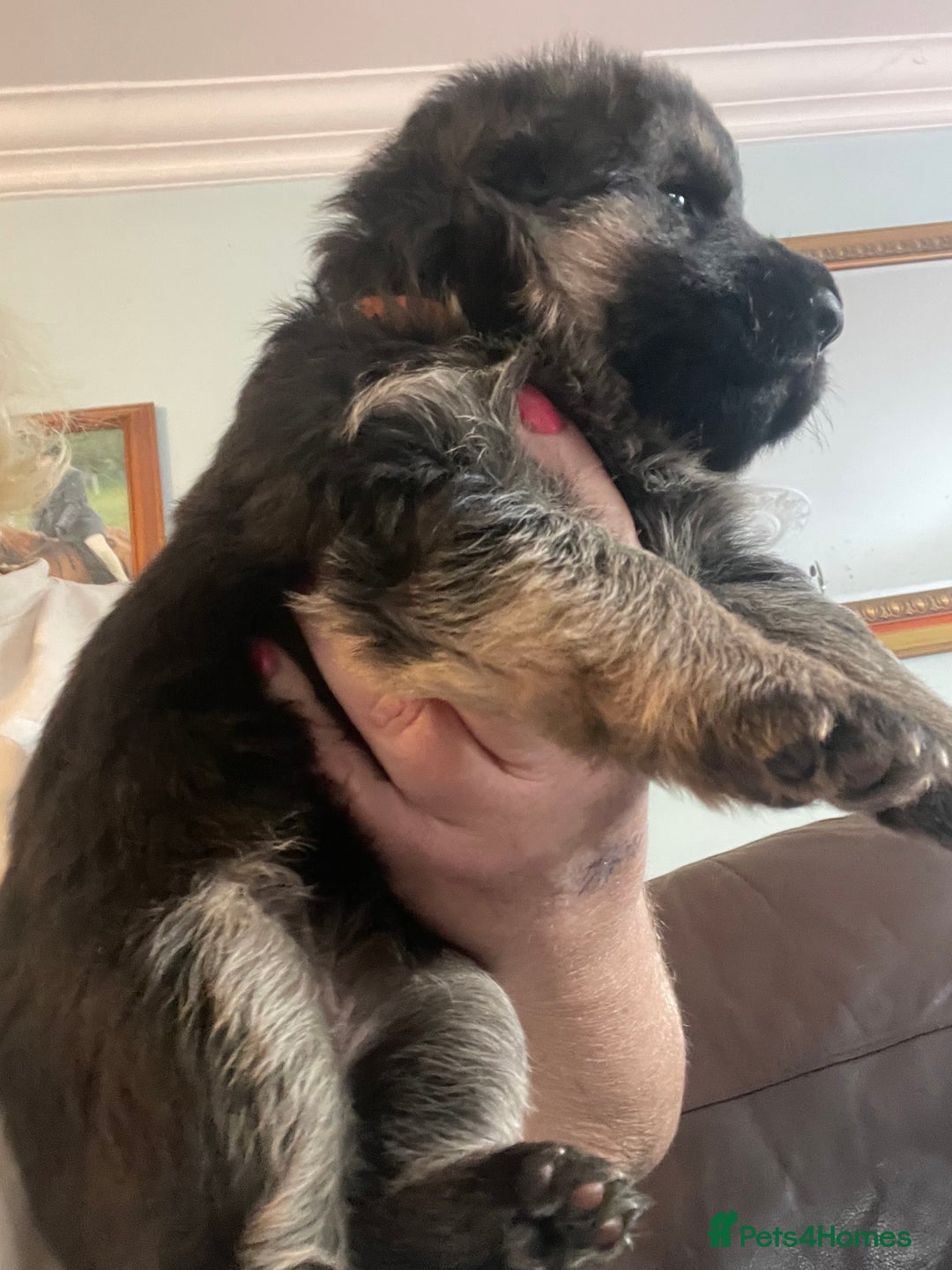 German Shepherd dogs for sale: German shepherd puppies kc registered - Image 12