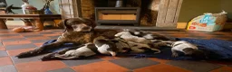 German Shorthaired Pointer dogs for sale: Stunning KC GSP puppies  - Advert 1