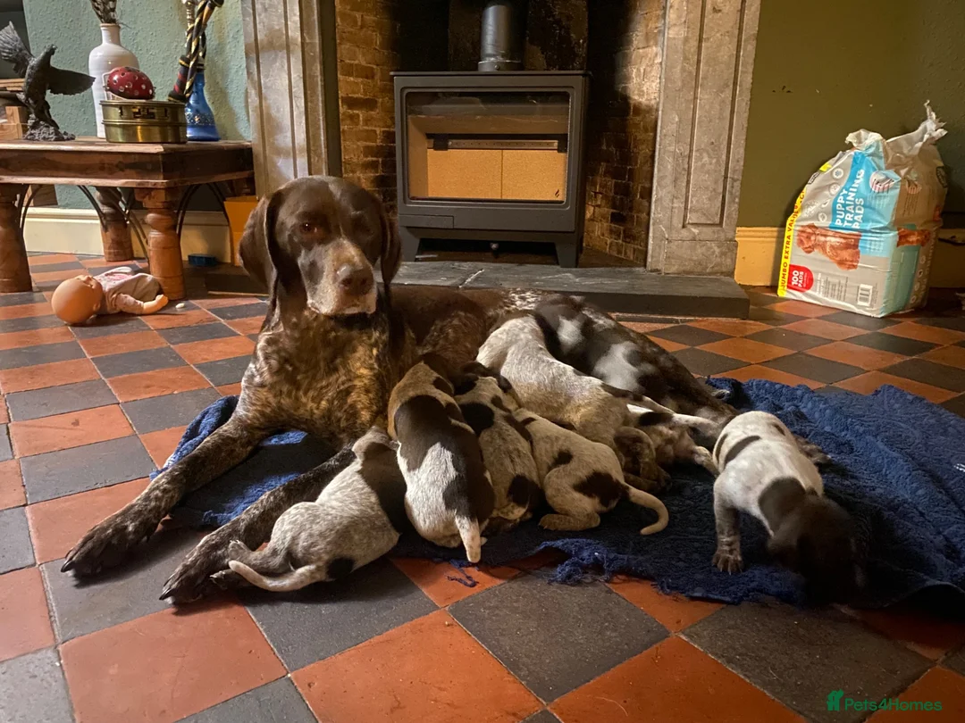 German Shorthaired Pointer dogs for sale: Stunning KC GSP puppies  - Advert 1