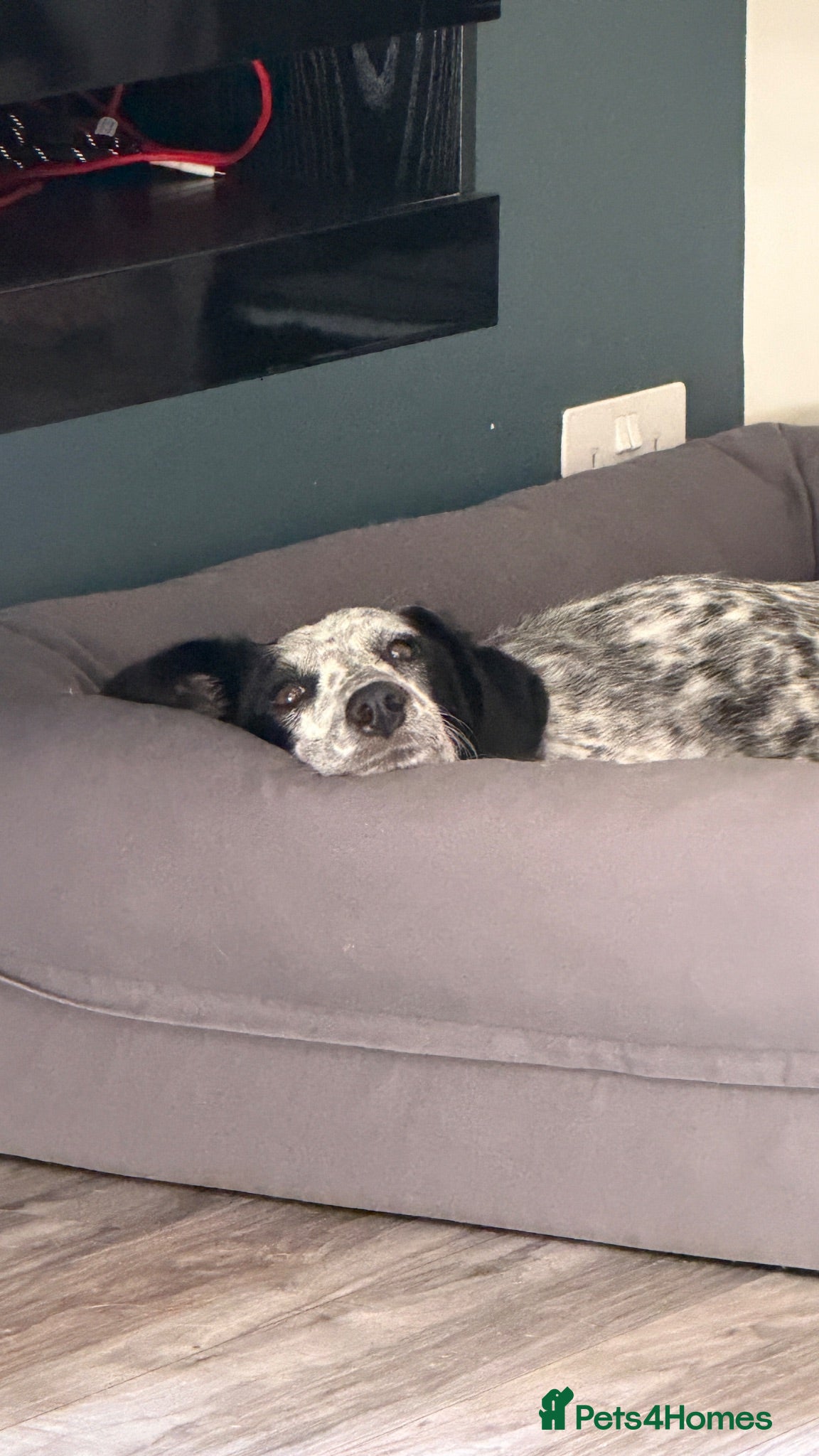 Mixed Breed dogs Cuddle bug | House Trained | Gentle - Advert 2
