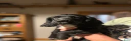 Cocker Spaniel dogs for sale: Cocker spaniel boy - Advert 10