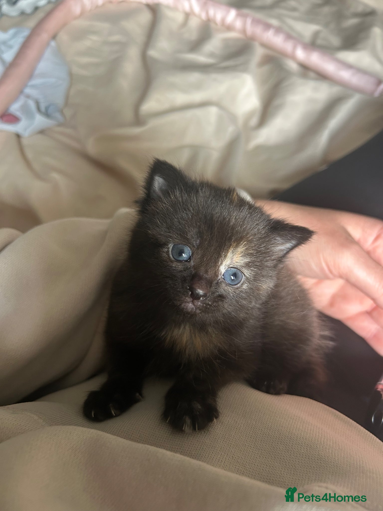 Mixed Breed cats Beautiful 2 male 2 female kittens  - Advert 2