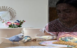 Budgerigars birds for sale: Fully tamed 4 budgies with Cage, accessories,food - Image 14