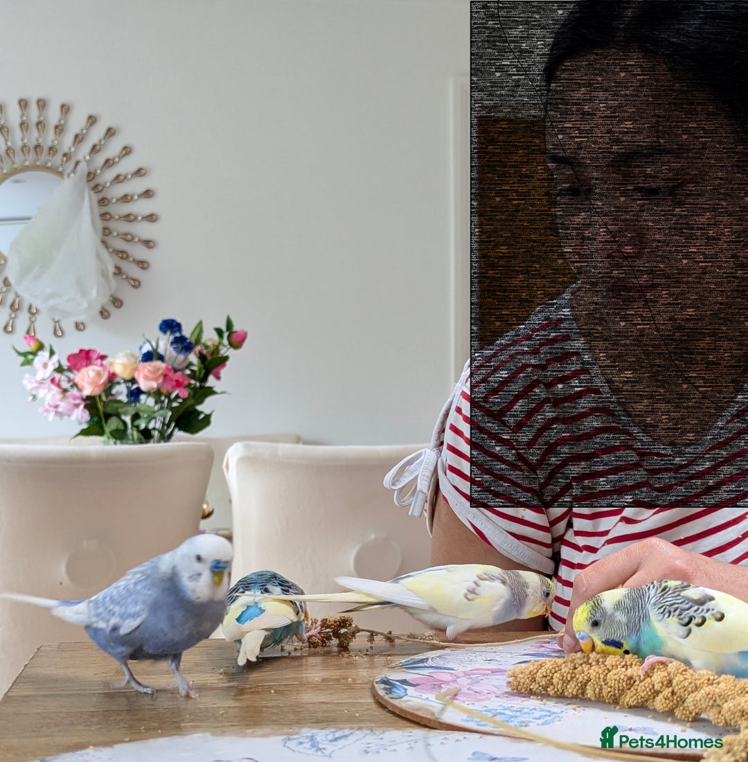 Budgerigars birds for sale: Fully tamed 4 budgies with Cage, accessories,food - Image 14