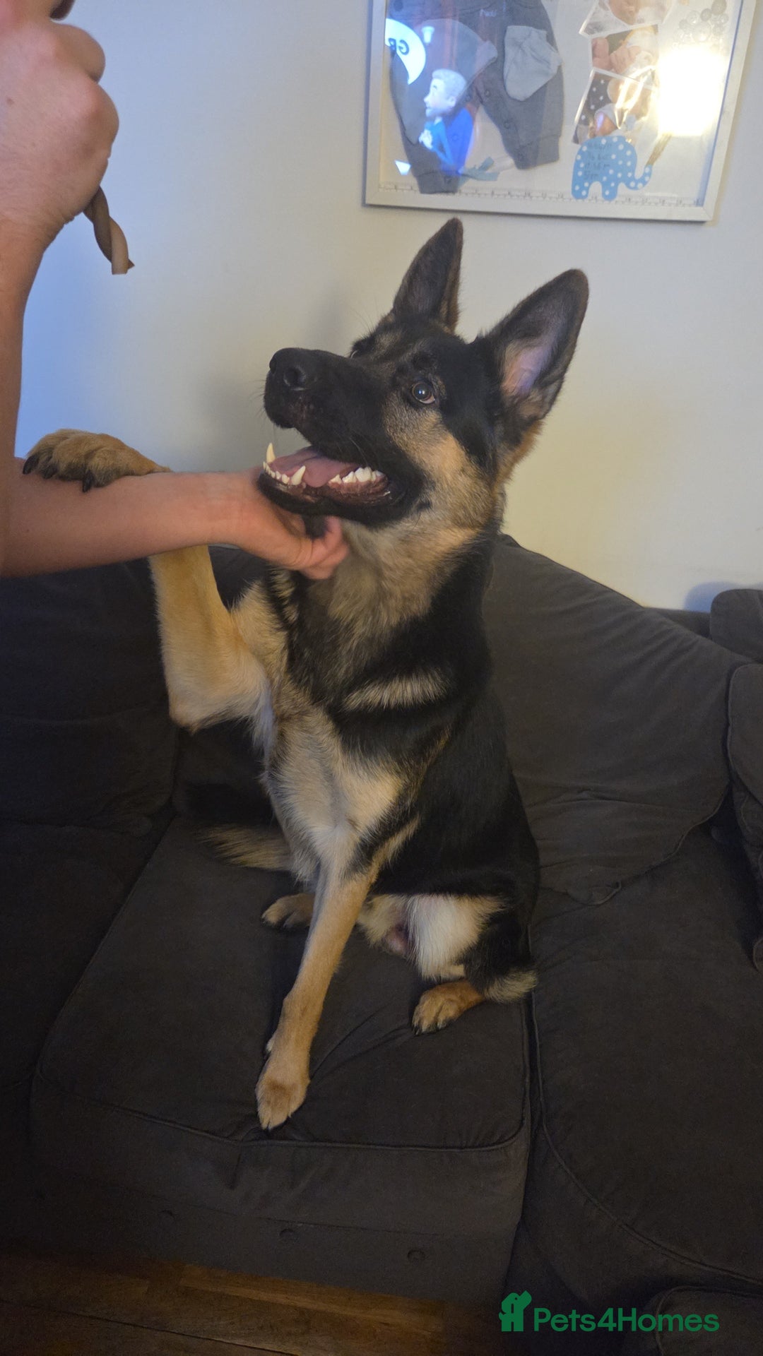 German Shepherd dogs for sale: Hansel - Advert 1