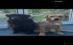 Labrador Retriever dogs for sale: Black lab puppies for sale - Image 6