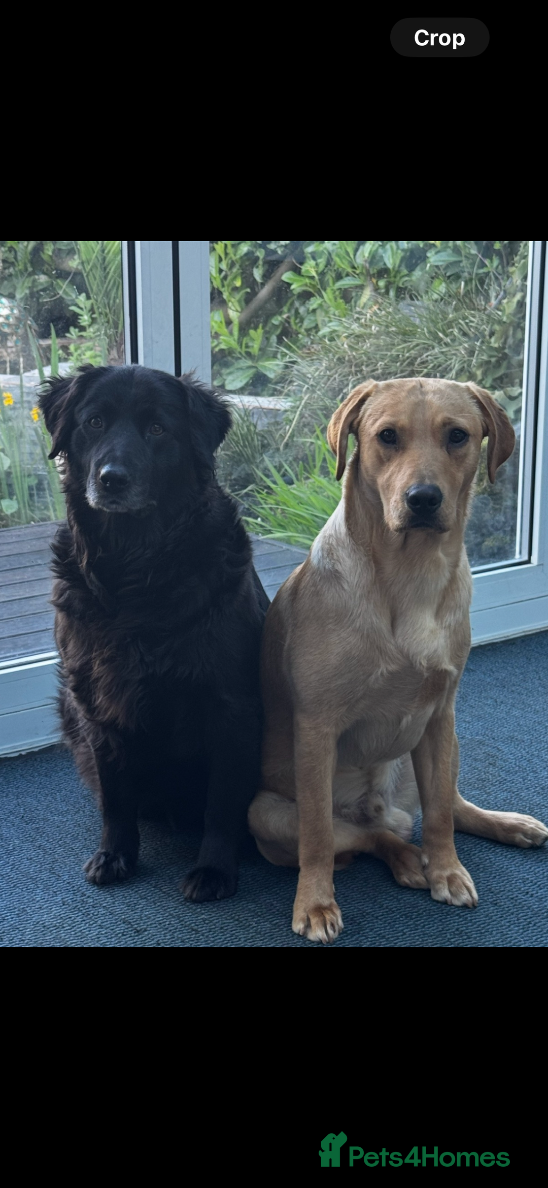 Labrador Retriever dogs for sale: Black lab puppies for sale - Image 6