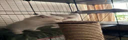 Ragdoll cats for sale: Gorgeous Ragdoll Kittens  - Advert 9