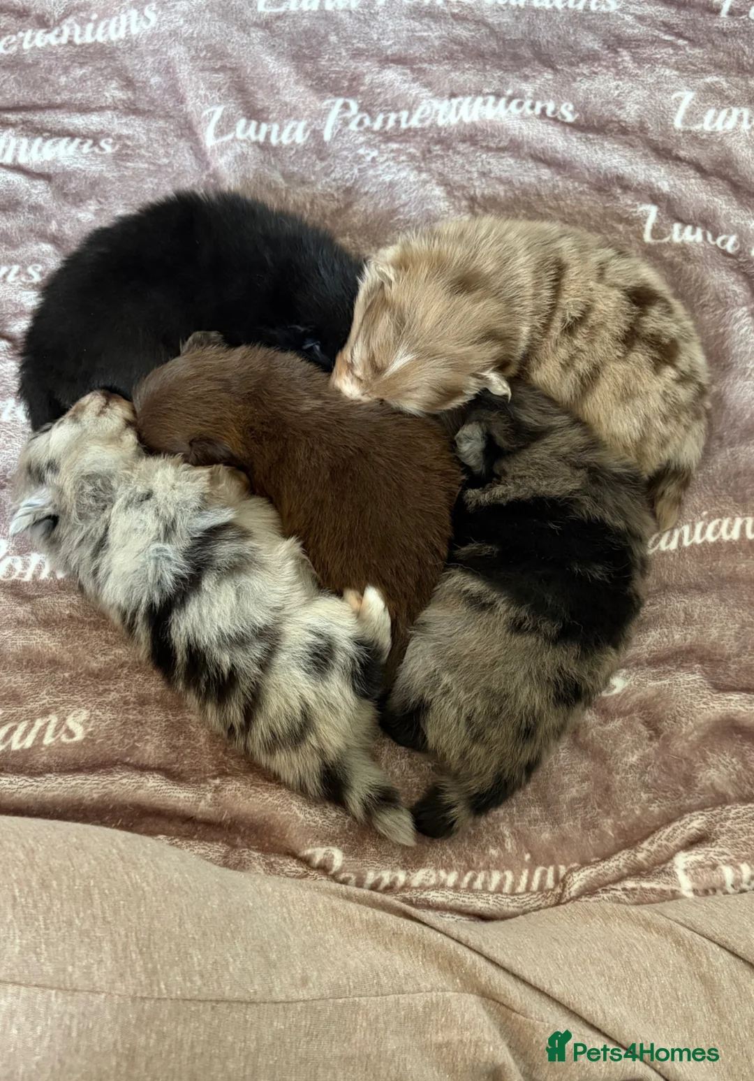 Pomeranian dogs for sale: 100% Pomeranian🧬DNA&HEALTH TESTED!  - Advert 2
