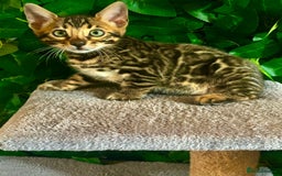 Bengal cats for sale: Brown Rosetted Bengal Boys – Ready 21/08/25 - Image 7