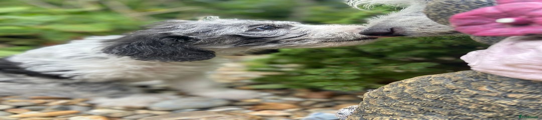 Poodle cross Puppy 5