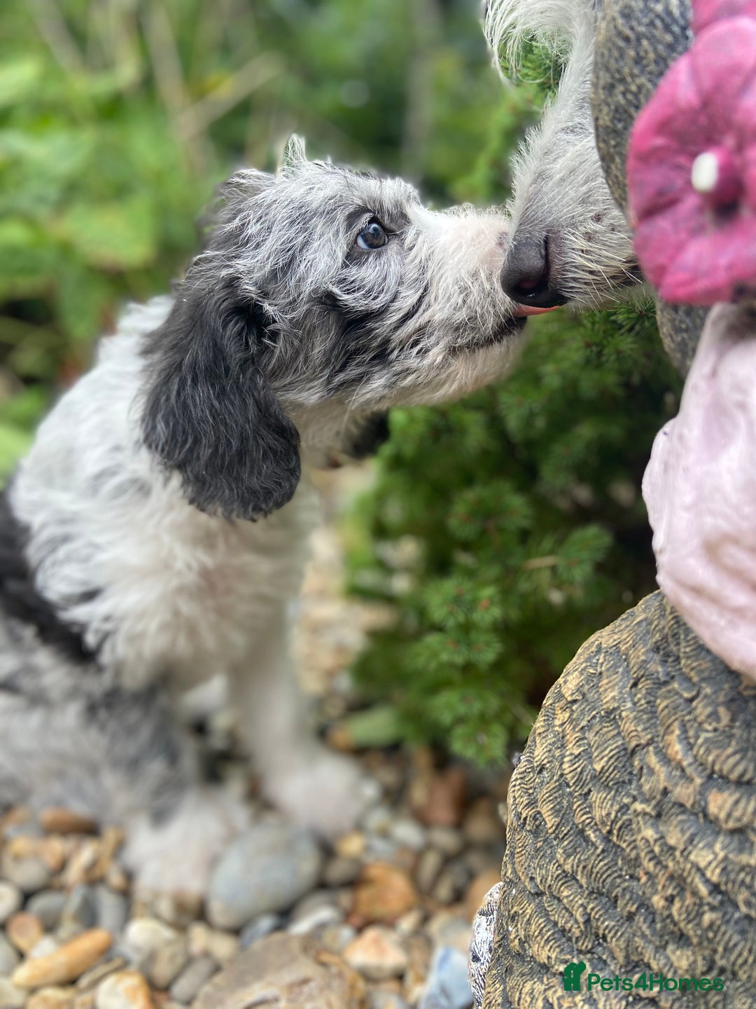 Mixed Breed dogs for sale: Poodle cross - Image 15