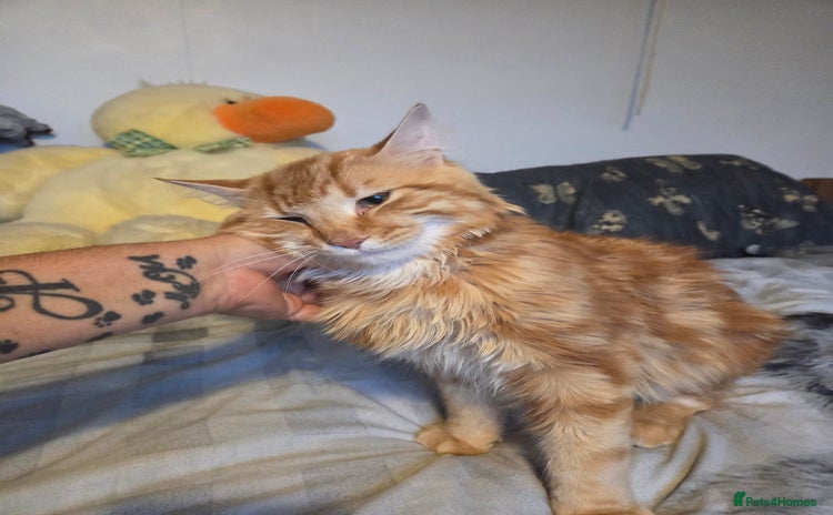 Mixed Breed cats - Advert 10