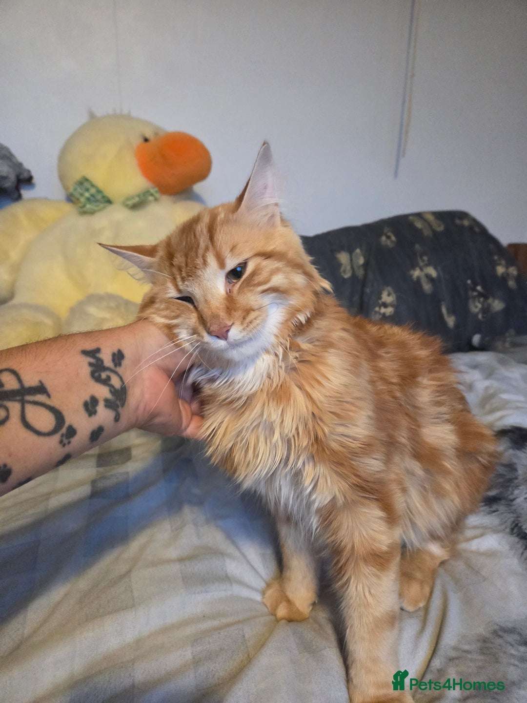 Mixed Breed cats for sale: Beautiful long haired ginger male - Image 1