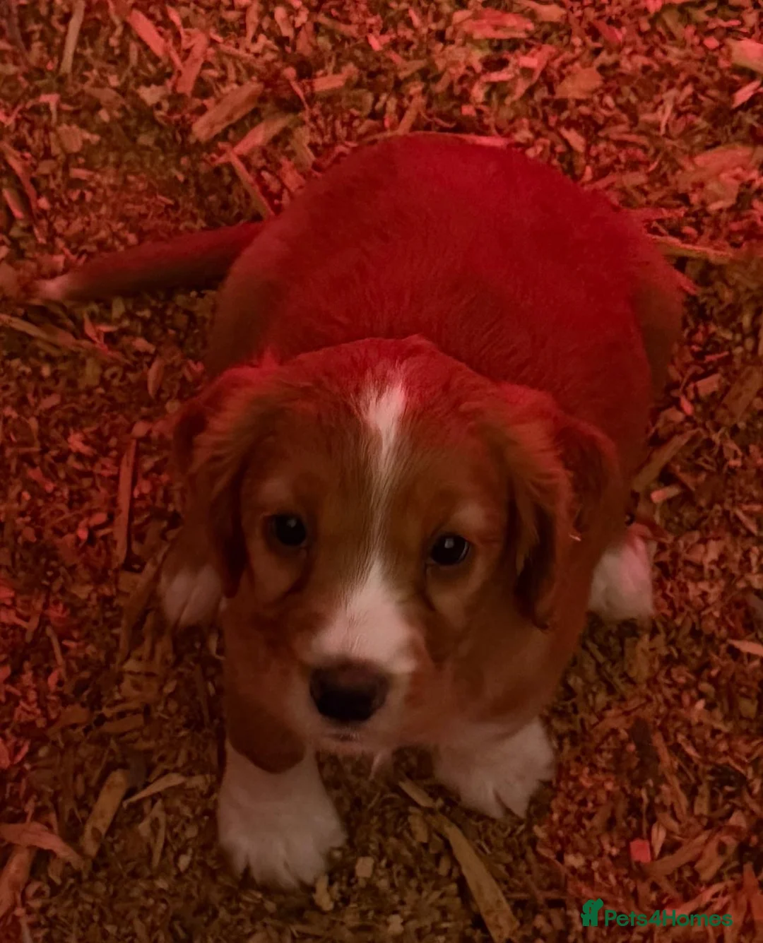 Cocker Spaniel dogs for sale: Farm bred Stunning Cocker Spaniel Puppies for sale - Advert 4