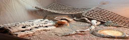 Bearded Dragon reptiles for sale: Red/Orange Bearded Dragon in Diss - Advert 2