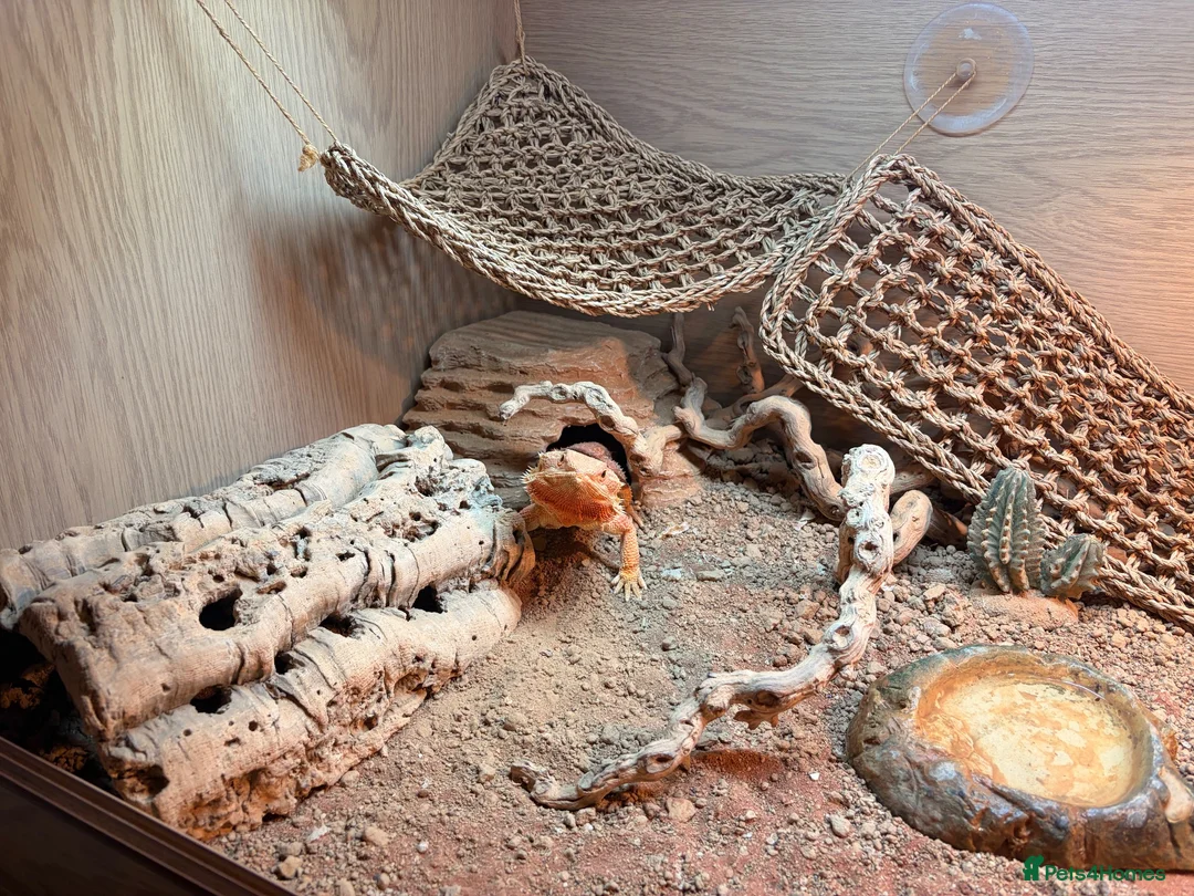 Bearded Dragon reptiles for sale: Red/Orange Bearded Dragon in Diss - Advert 2