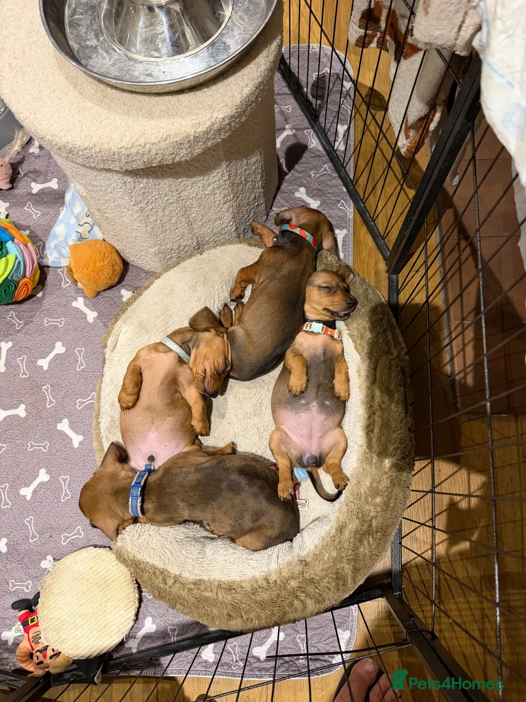 Miniature Dachshund dogs for sale: Super small and lovely - Mini dachshund  in Northampton - Advert 11