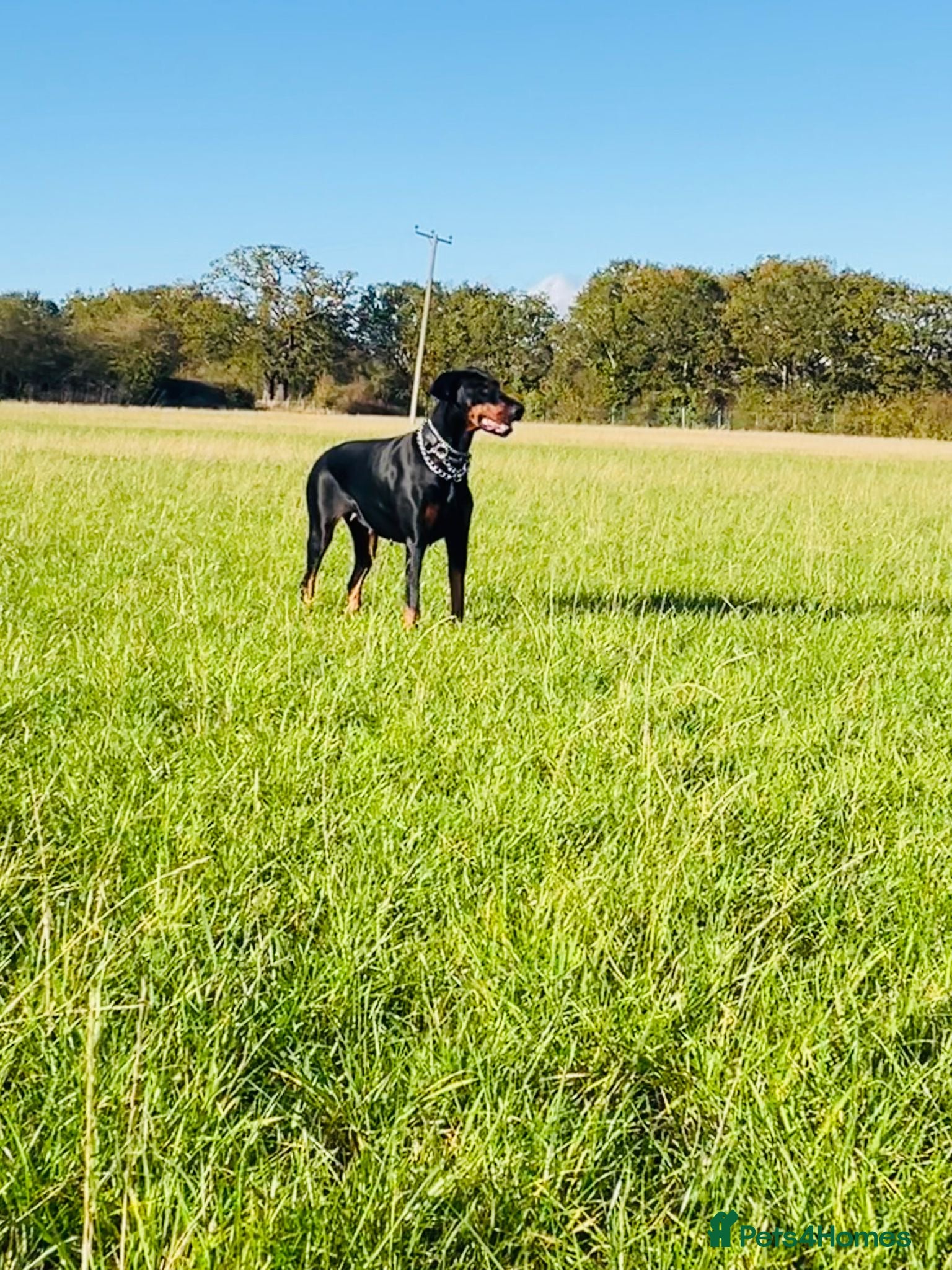 Dobermann dogs KC registered exclusive Dobermann puppies  - Advert 2