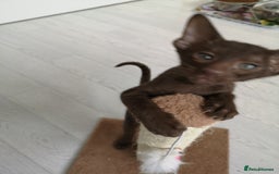 Oriental cats for sale: Stunning Orientals Chocolate (Havana)  - Image 3