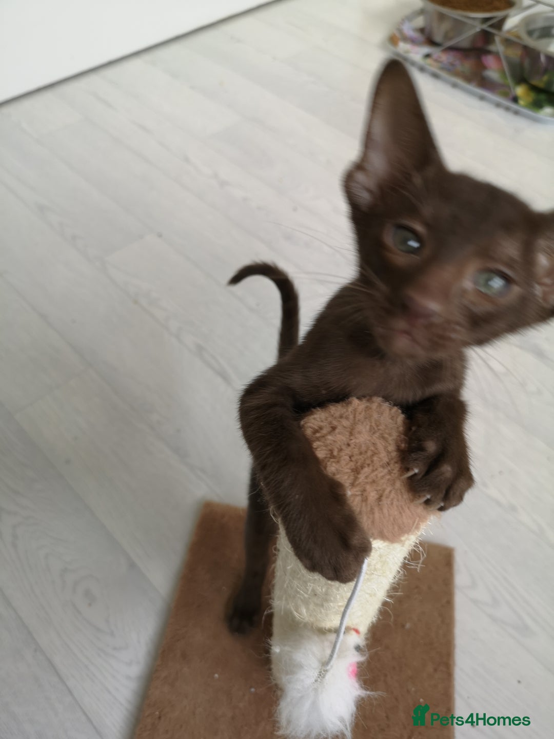 Oriental cats for sale: Stunning Orientals Chocolate (Havana)  - Image 3