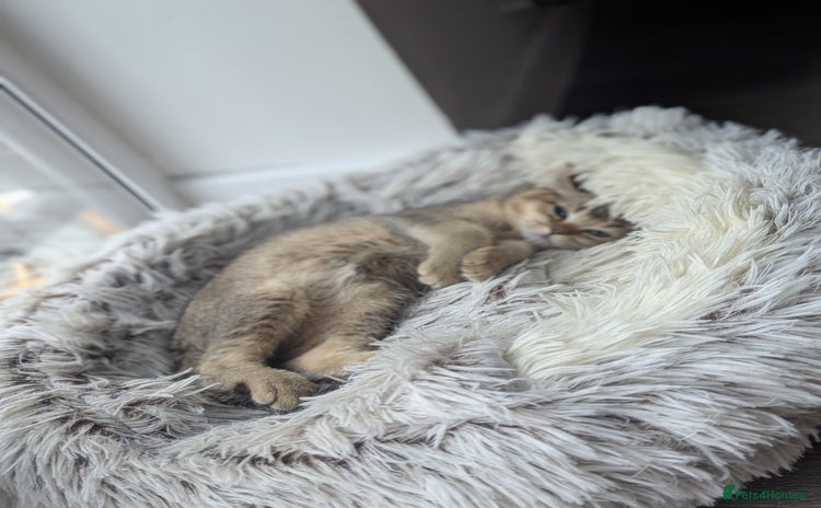 Scottish Fold cats - Advert 13