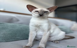 Oriental cats for sale: Outstanding Pedigree Oriental GCCF reg kittens - Image 9
