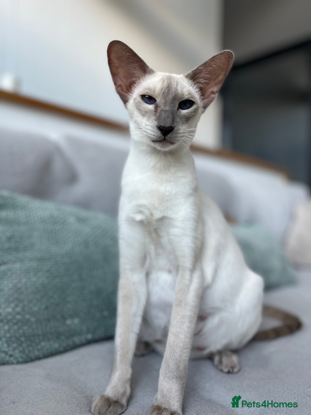Oriental cats for sale: Outstanding Pedigree Oriental GCCF reg kittens - Image 9