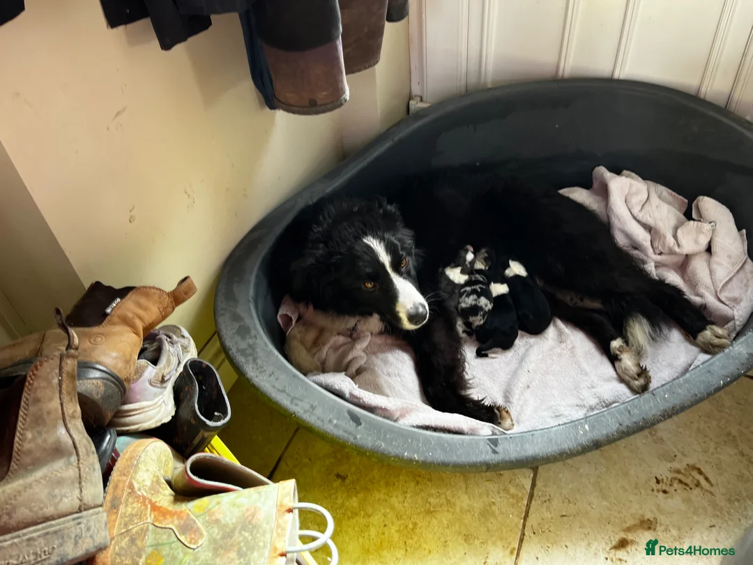 Border Collie dogs for sale: Beautiful Blue Merle Border Collie Puppies  - Advert 2