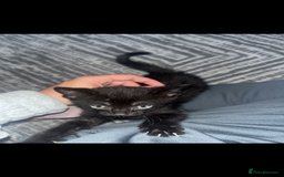 British Shorthair cats for sale: British shorthair x bengal - Image 2