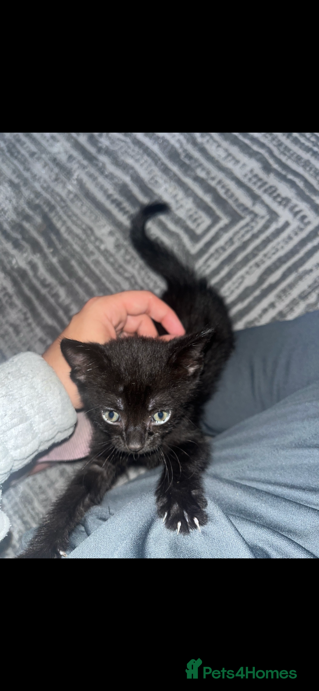 British Shorthair cats for sale: British shorthair x bengal - Image 2