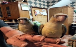 Parrots birds for sale: Hand reared Quaker and Conure chicks - Image 10