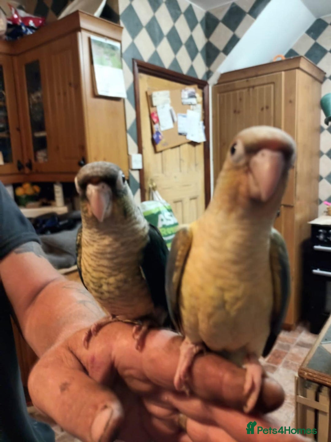 Parrots birds for sale: Hand reared Quaker and Conure chicks - Image 10