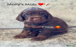 Cocker Spaniel dogs for sale: 🐾 Cocker Spaniel Puppies – Great FTC bloodlines - Image 4
