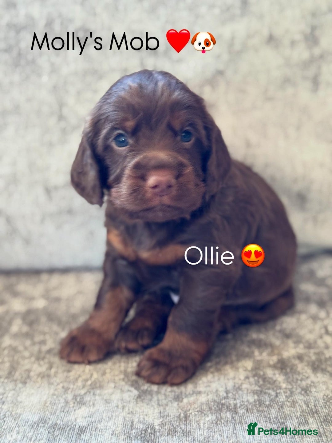 Cocker Spaniel dogs for sale: 🐾 Cocker Spaniel Puppies – Great FTC bloodlines - Image 4