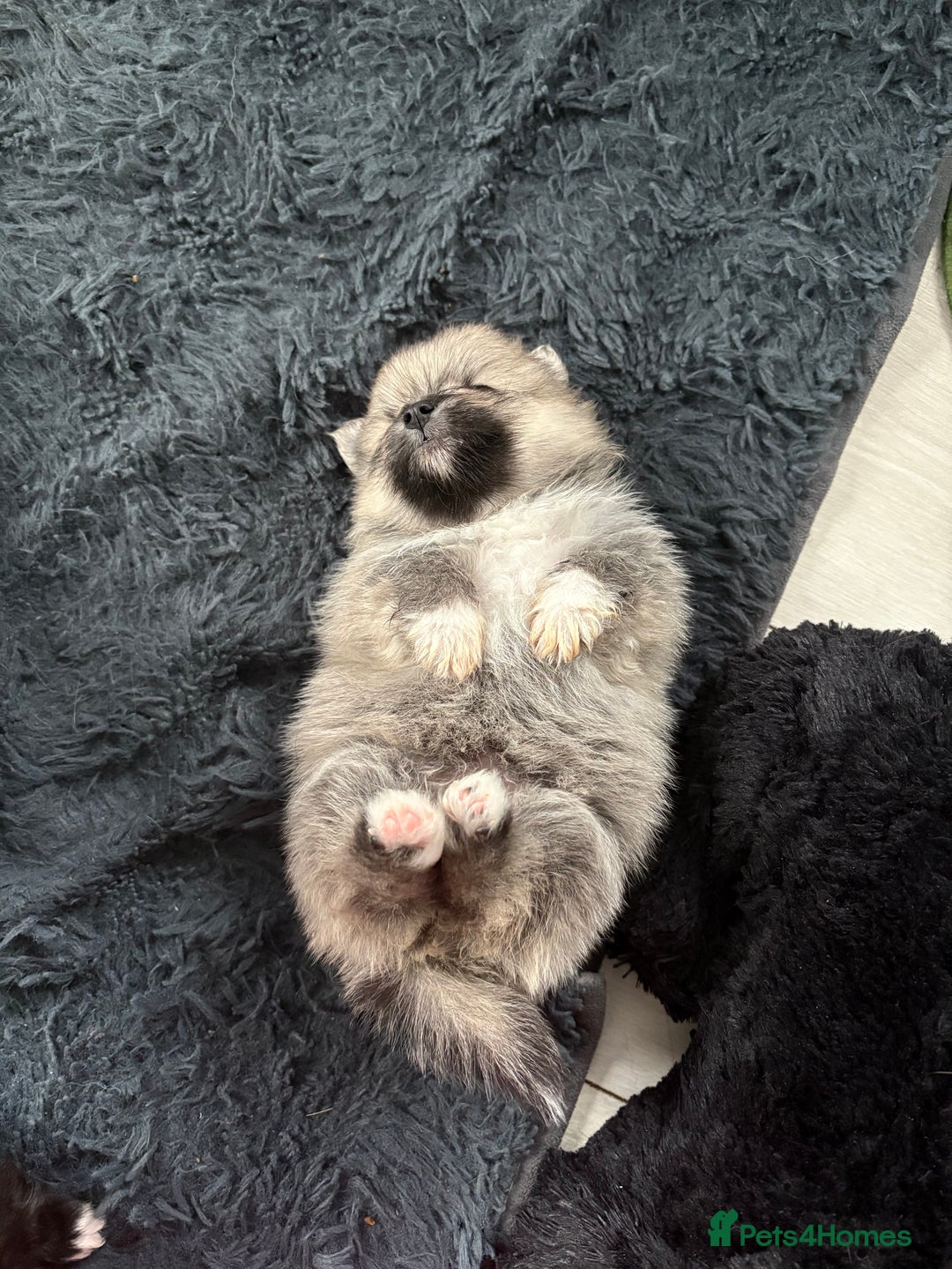 Pomeranian dogs for sale: Beautifu Litter- Russian/Chi Tien Pomeranian Pups - Advert 37