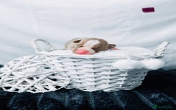 American Bully dogs for sale: Beautiful American Bully Pups  - Image 14