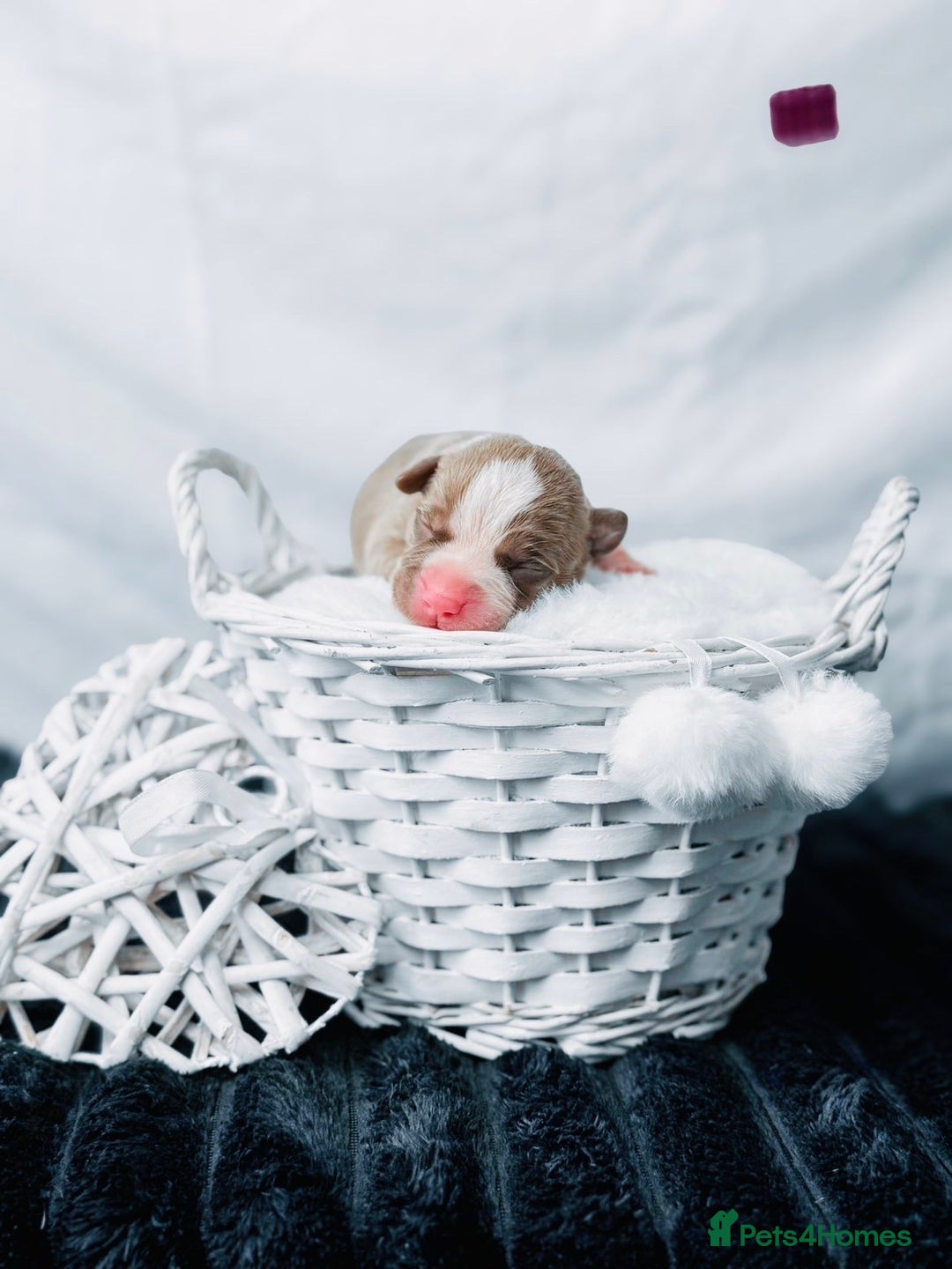 American Bully dogs for sale: Beautiful American Bully Pups  - Image 14