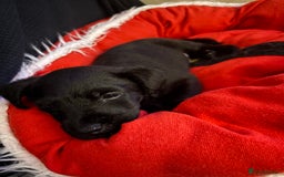 Patterdale Terrier dogs for sale: Patterdale  - Image 6