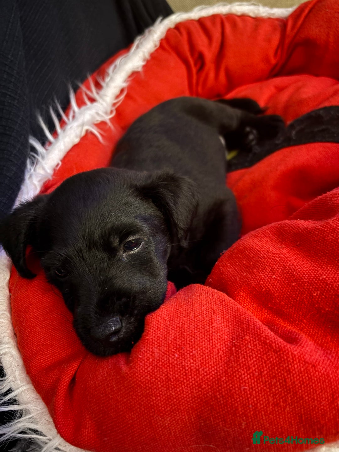 Patterdale Terrier dogs for sale: Patterdale  - Image 6
