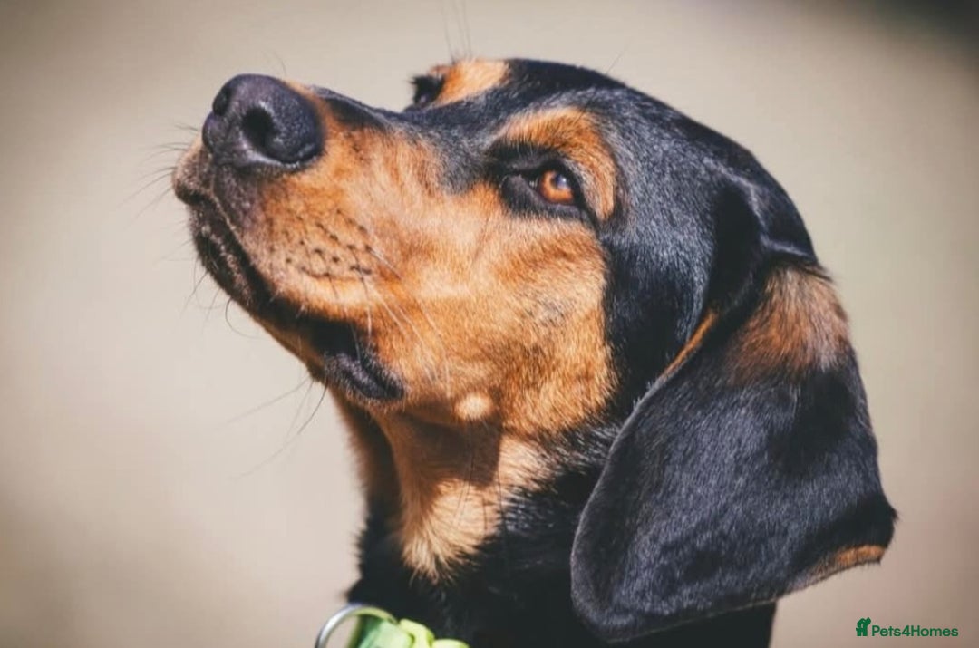 Mixed Breed dogs for adoption:  Meet Aldo – The Sweetest Cuddle Bug in London! - Image 5