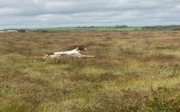 Irish Setter dogs for sale: 17 month old Irish Red & White Male Setter - Image 5