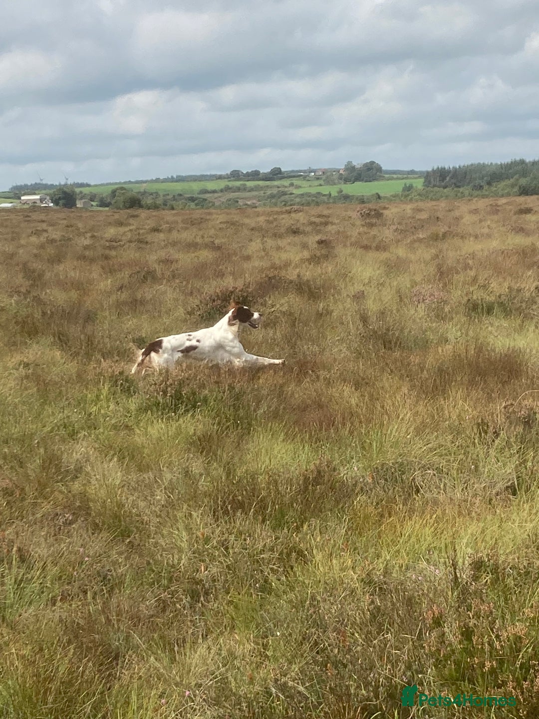 Irish Setter dogs for sale: 17 month old Irish Red & White Male Setter - Image 5