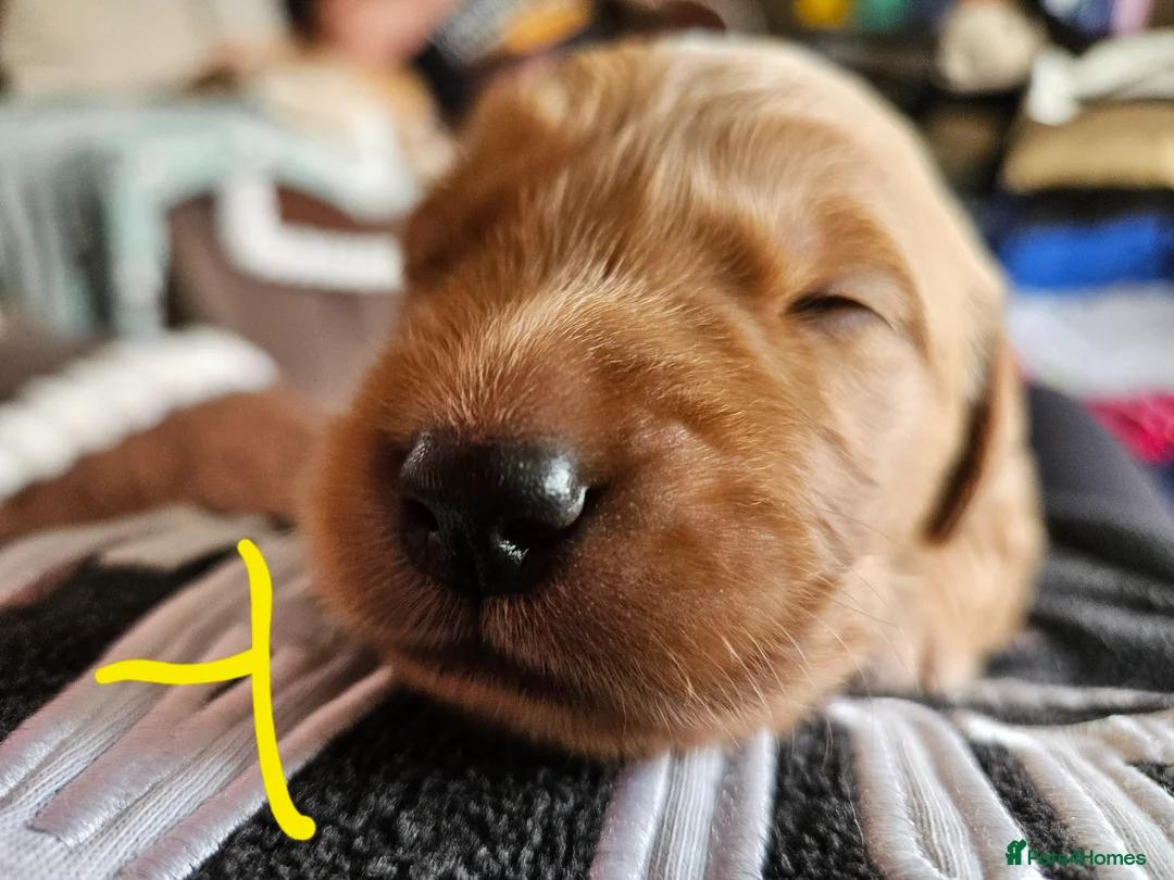 Golden Retriever dogs for sale: 5 Beautiful boys in Abingdon - Advert 10