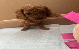 Cavapoo dogs for sale: Fox RED Cavapoo Puppies - Image 32
