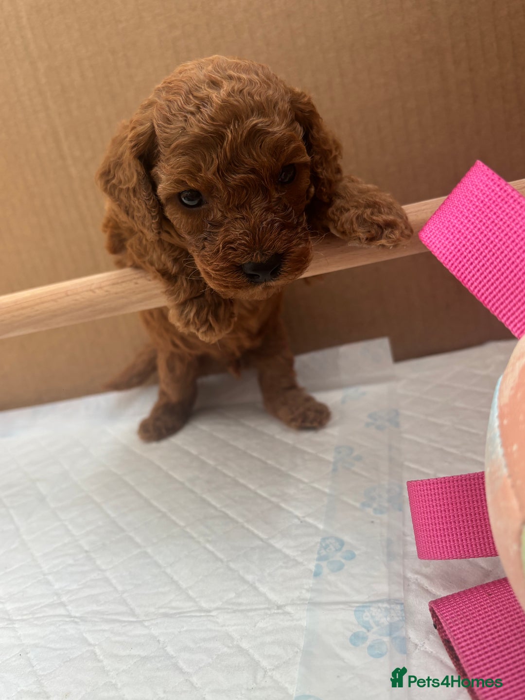 Cavapoo dogs for sale: Fox RED Cavapoo Puppies - Image 32