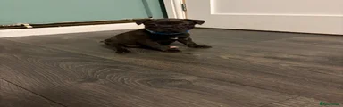 Staffordshire Bull Terrier 6 - brindle (blue collar)