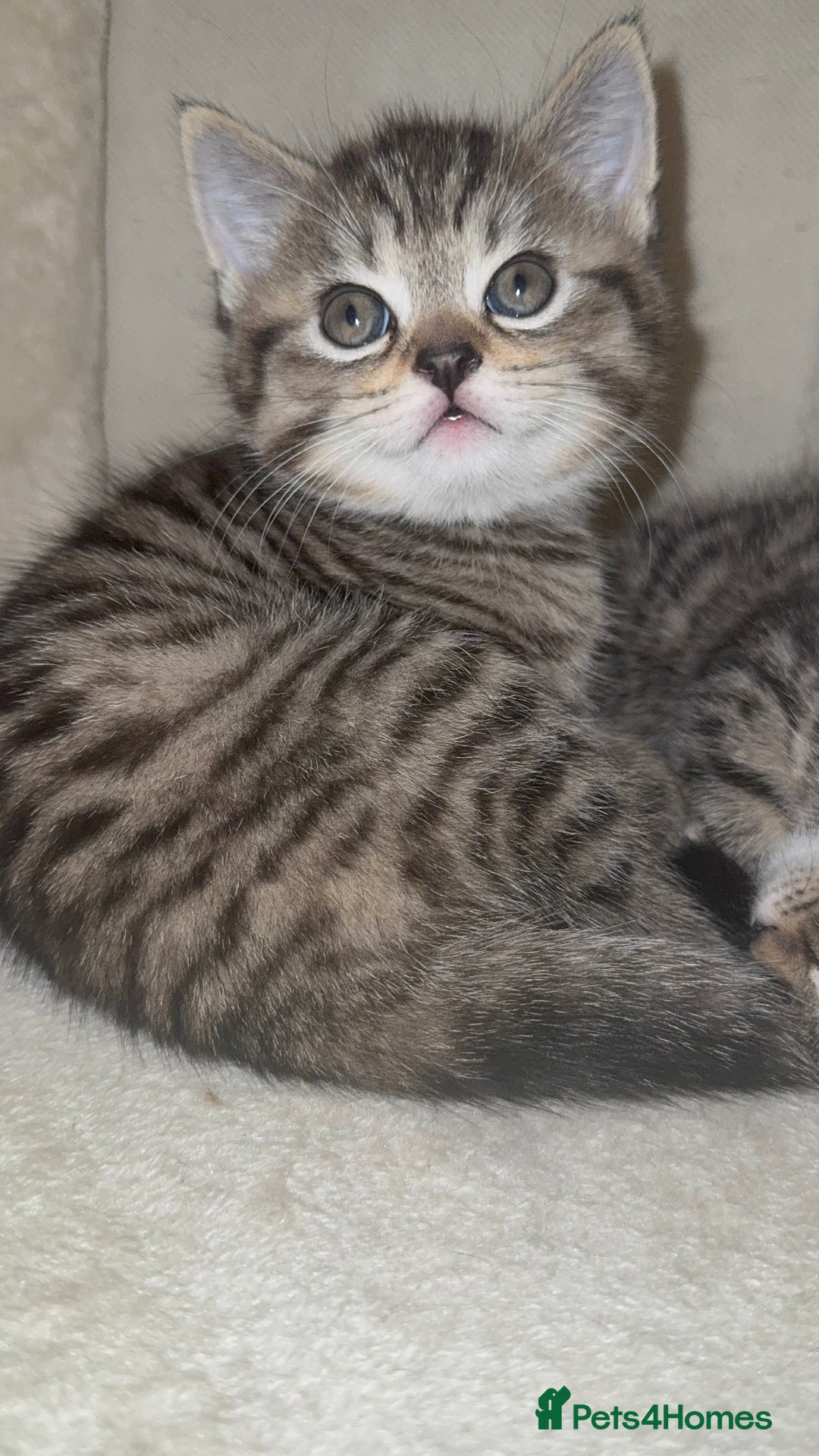 Mixed Breed cats for sale: Male kitten - Advert 4