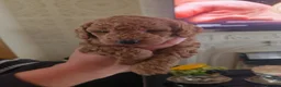 Toy Poodle dogs for sale: KC registered toy poodle puppies  in Darlington - Advert 13