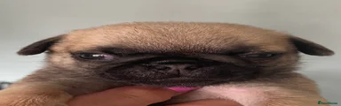 Pug 2